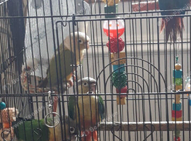 PINEAPPLE baby Conure (Only One left)