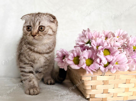 Scottish fold kittens