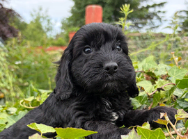 Gorgeous Cockapoo Puppies