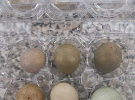 Quail eggs