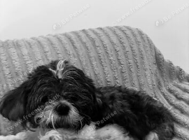 Imperial shih tzu