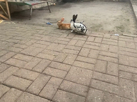 2 male rabbits selling both for &pound;20