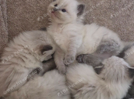 Ragdoll kittens