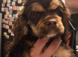 Chocolate & tan  kc reg girl puppy
