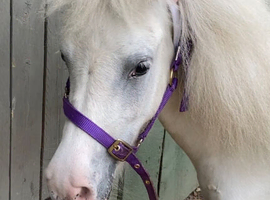Perfect Children&rsquo;s Pony/Therapy Pony For Sale