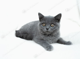 Blue British shorthair Kittens brother & Sister