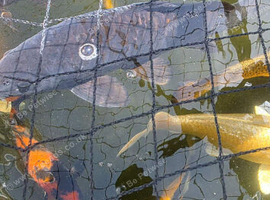Mirror carp