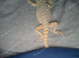 Male Bearded Dragon