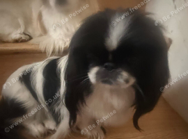 Pekes bi colou blk white & liver girls 18 months black white l