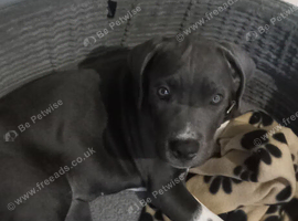 Blue female 11 week old cane corso