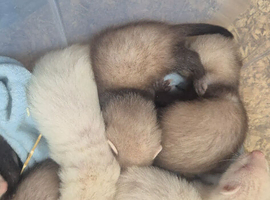 Ferret kits ....