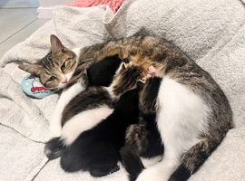 5 Gorgeous Mixed Breed Kittens &ndash; Ready First Week of AugusT