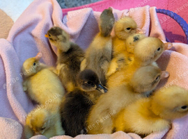 Beautiful hatch of Ducklings
