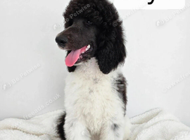 READY NOW Beautiful kc standard poodle puppies