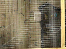 Cockatiel pair for sale