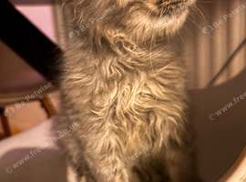 Fluffy boy kitten