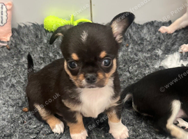 Chihuahua puppies