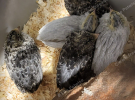 4 button quail UNSEXED