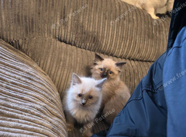 2 female ragdoll kittens