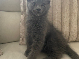 Pedigree Maine Coon x Pedigree Ragdoll Kitten