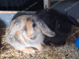 Mini lop x lion head