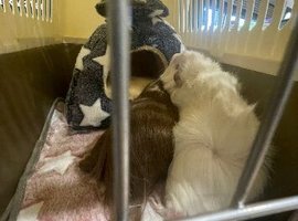 ! 2 Male Guinea Pigs + Full Setup &ndash; Quick Sale