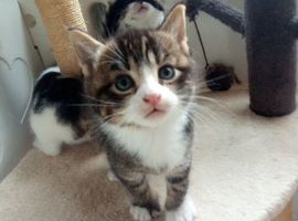 Beautiful kittens looking for forever loving homes