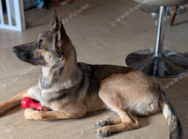 German/ Dutch shepherd x border collie