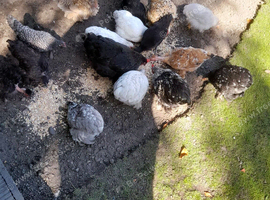 Bantam chickens