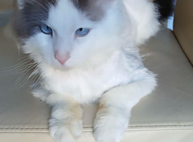 Ragdoll male
