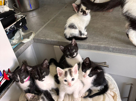 Beautiful kittens