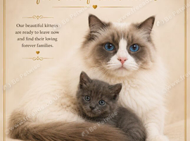 Ragdoll cross Mainecoon baby&rsquo;s