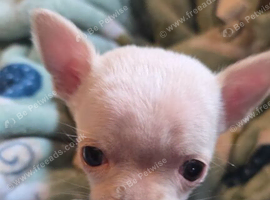 Male 8 months old TINY chi