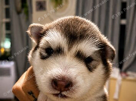 Pedigree pure Malamute Puppies