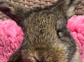 Two litters Giant pure bred French lop rabbits