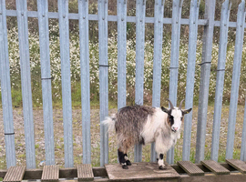 Female pigmy goats