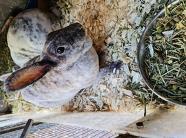 2 bonded female bunnies Mum and daughter