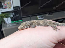 Symmetrical Chameleon Gecko