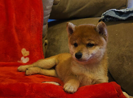 Shiba Inu puppy's