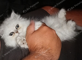 1 Stunning Girl Left - Rare Persian Kitten
