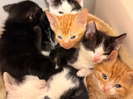 4 BLACK & WHITE KITTENS !!! ( NO GINGERS LEFT)