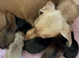Miniature dachshund only 3 left