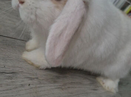 Mini lop boy