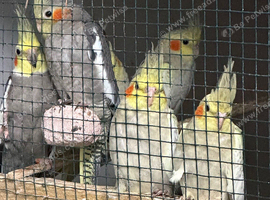 5 baby cockatiels