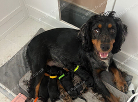 Gorgeous Schnocker puppies