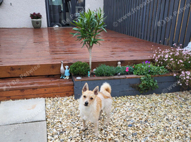 Jack Russell