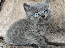 3 pedigree British blue shorthairs kittens
