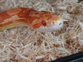 Mature snake looking to be rehomed