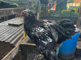 Brahma chicks
