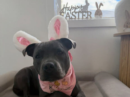 3 years Old Staffy Girl